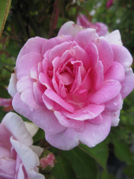 Kletterrose Blairii II